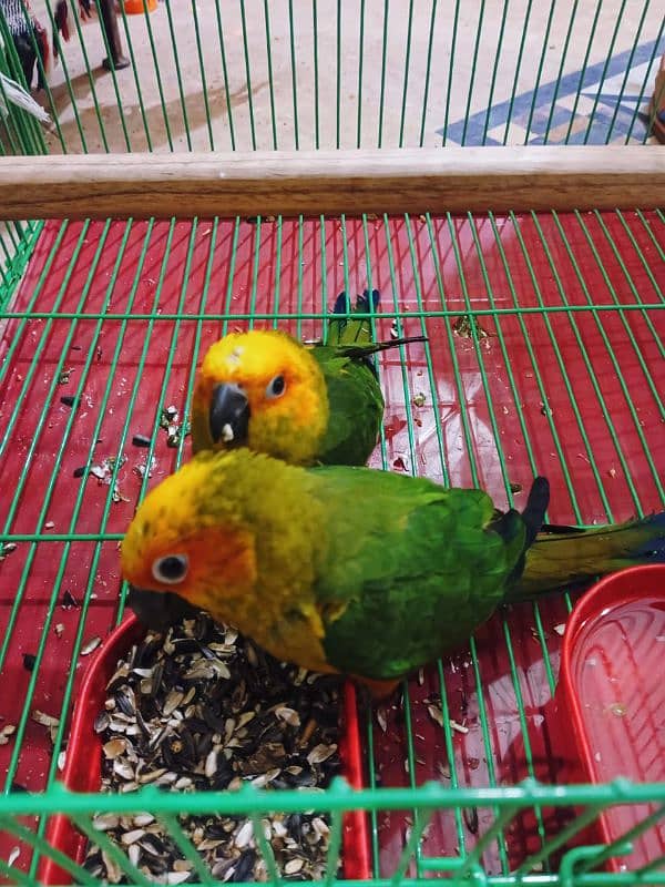 Sun Conure chicks for sale 0