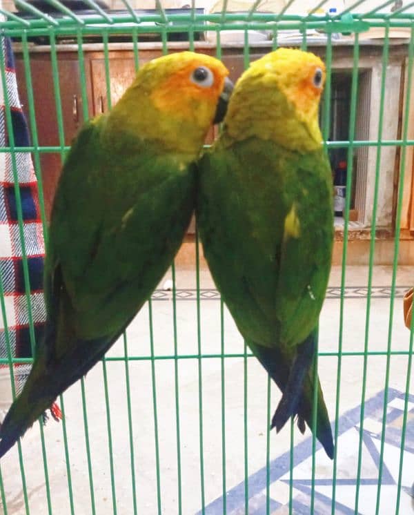 Sun Conure chicks for sale 1