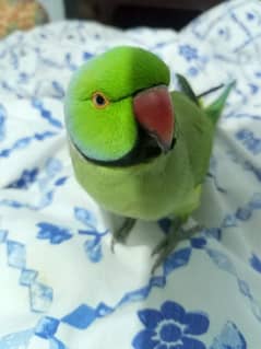 green parrot