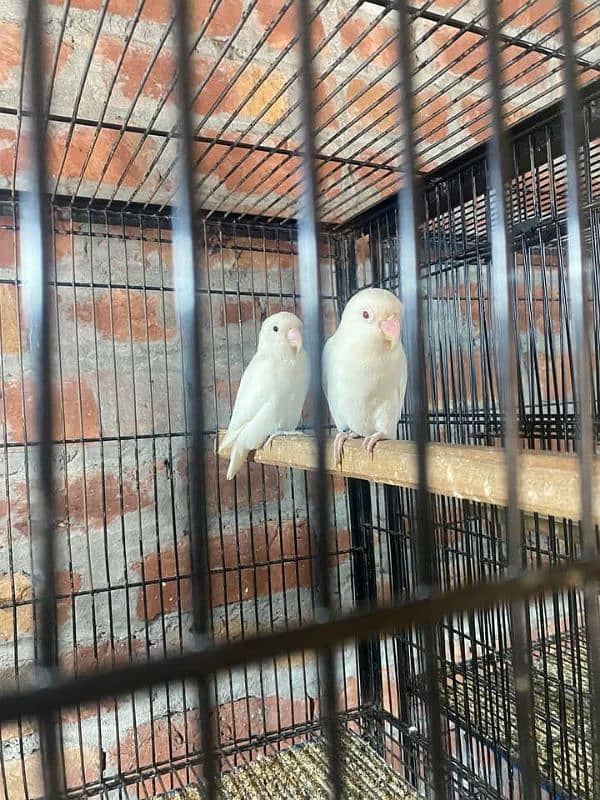 albino creamino decino parblue fawn java  pathay breader 03474662443 4