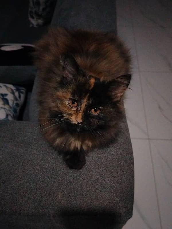 Small sized Persian cat | multicolour | fully vaccinated | 5 month old 0