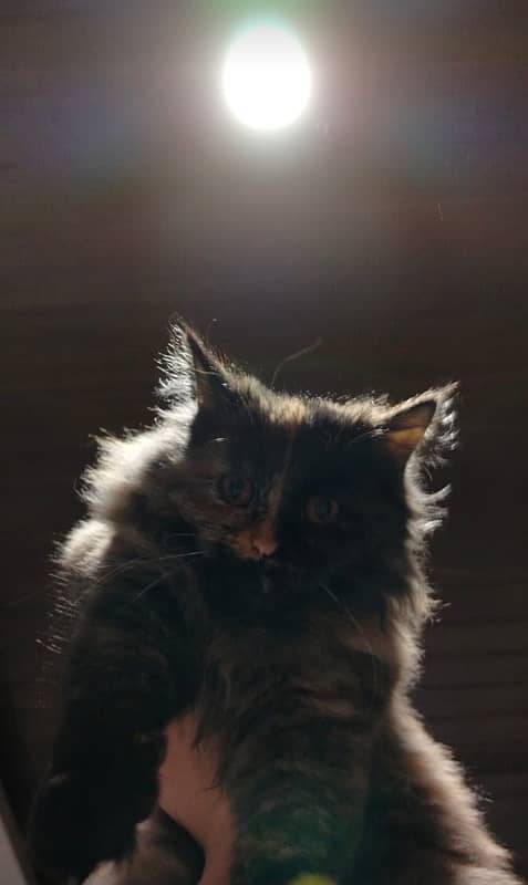 Small sized Persian cat | multicolour | fully vaccinated | 5 month old 1