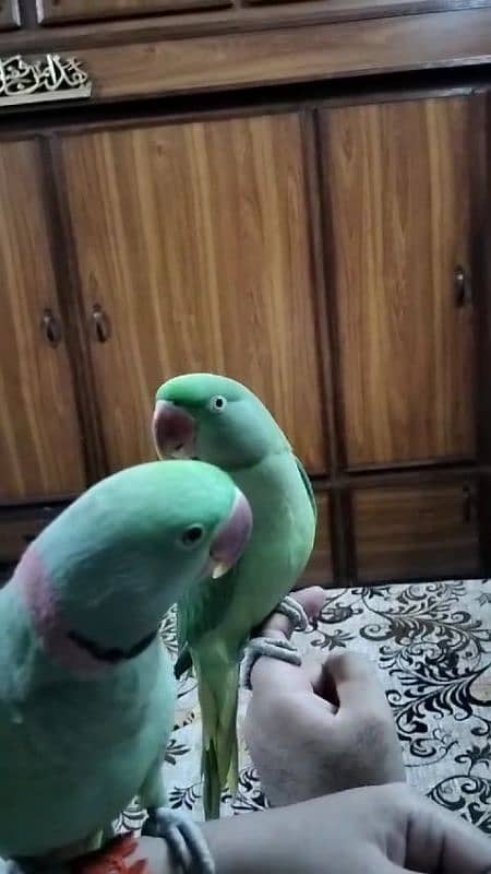 raw parrot 0