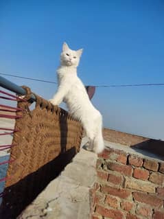 1 year age    persion cat white long hairs