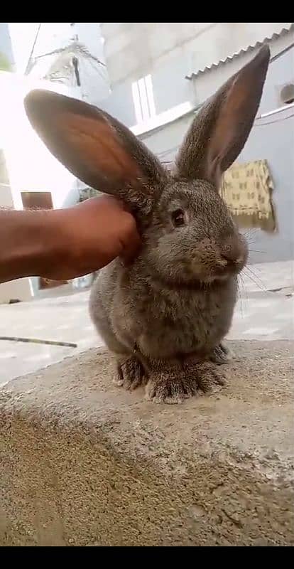 German Giant Rabbit 1