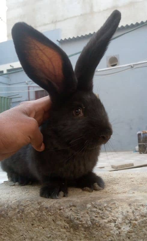 German Giant Rabbit 2