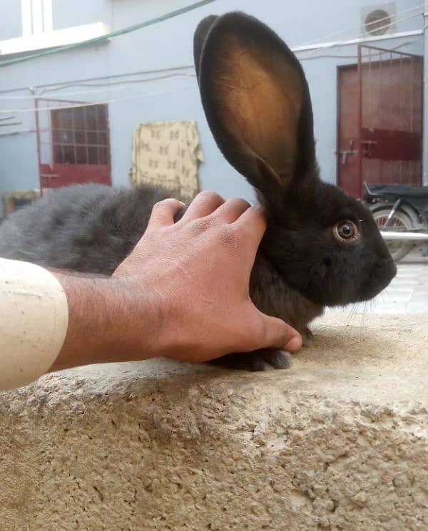 German Giant Rabbit 3