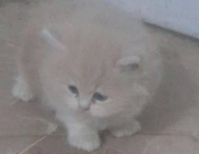 Selling persian kitten 0