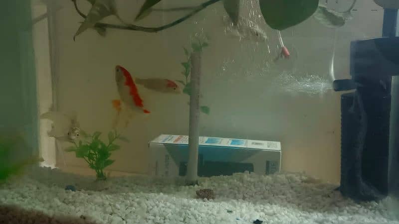 (5 fishes) Koi And Shpungin Goldfish 1