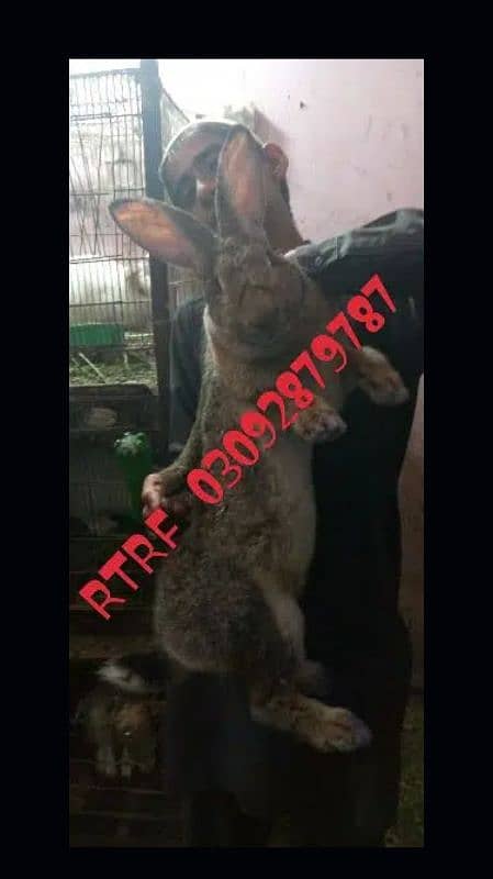 German Giant Rabbit 5