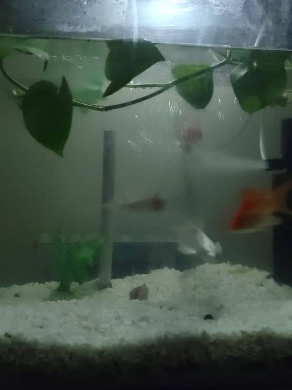 (5 fishes) Koi And Shpungin Goldfish 4