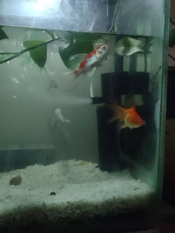 (5 fishes) Koi And Shpungin Goldfish 5