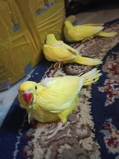 yellow ringneck sale