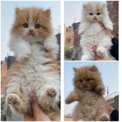 very cute high quality triple coated kittens punch face bicolor COD