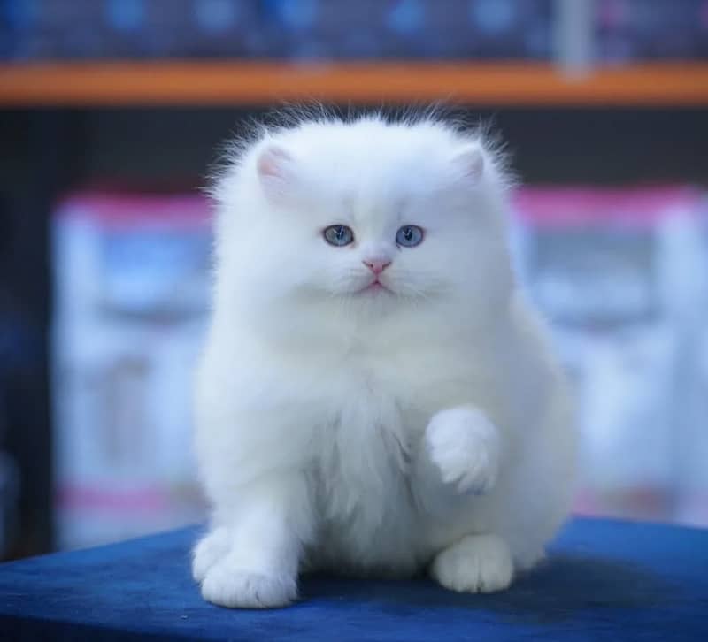 very cute high quality triple coated kittens punch face bicolor COD 5