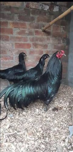 Extra larg sumatra breed eggs for sale