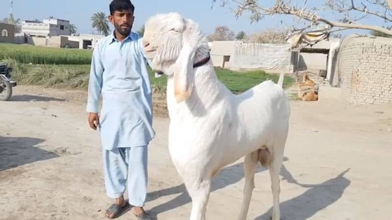 desi bakra for sale call me 03487390292) 2