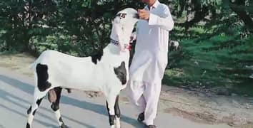 desi bakra for sale call me 03487390292)