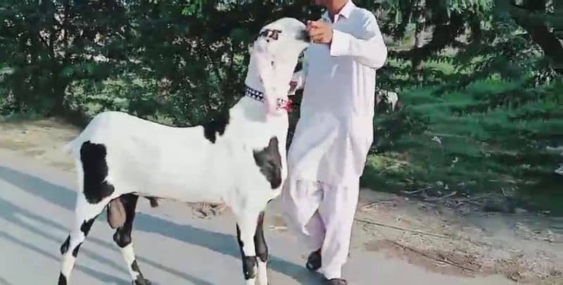 desi bakra for sale call me 03487390292) 0