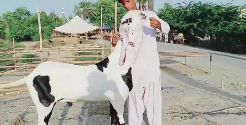 desi bakra for sale call me 03487390292) 1