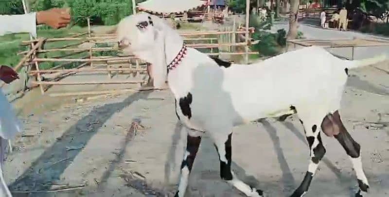 desi bakra for sale call me 03487390292) 2