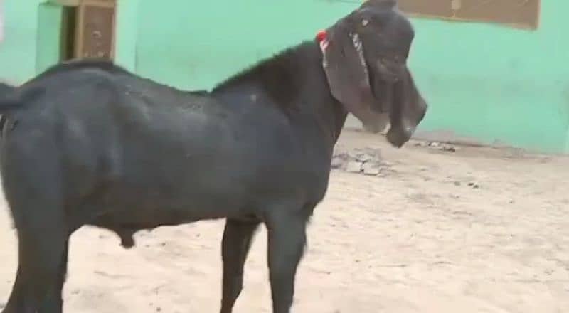 desi bakra for sale call me:03185729839) 2