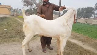 desi bakra for sale call me 03405872832)