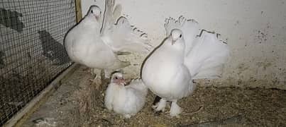 White Lakka Breeder Pair with 1 chick