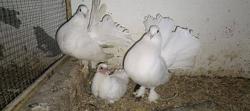 White Lakka Breeder Pair with 1 chick 0