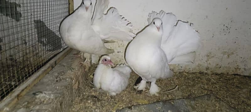 White Lakka Breeder Pair with 1 chick 1