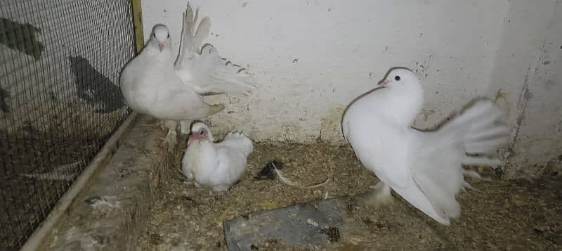 White Lakka Breeder Pair with 1 chick 2