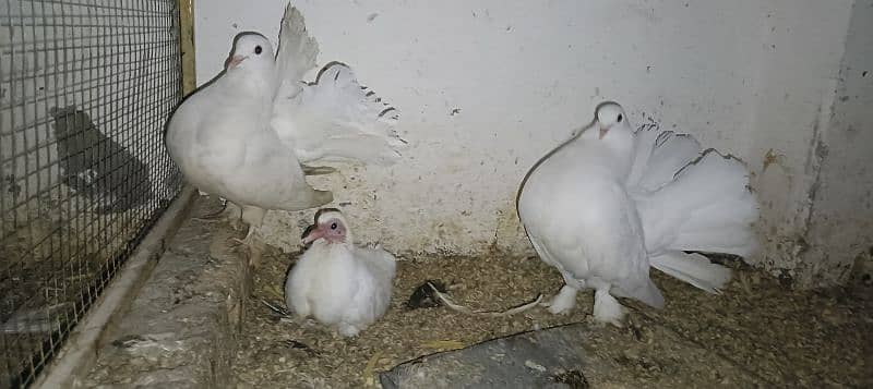 White Lakka Breeder Pair with 1 chick 3