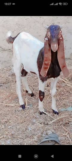 new add kamori Khassi bakra urgent sale