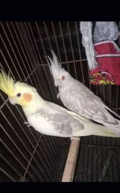 Fallow cocktail breeder pair. Breed ki guarantee 03218410480