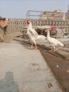 heera aseel chicks