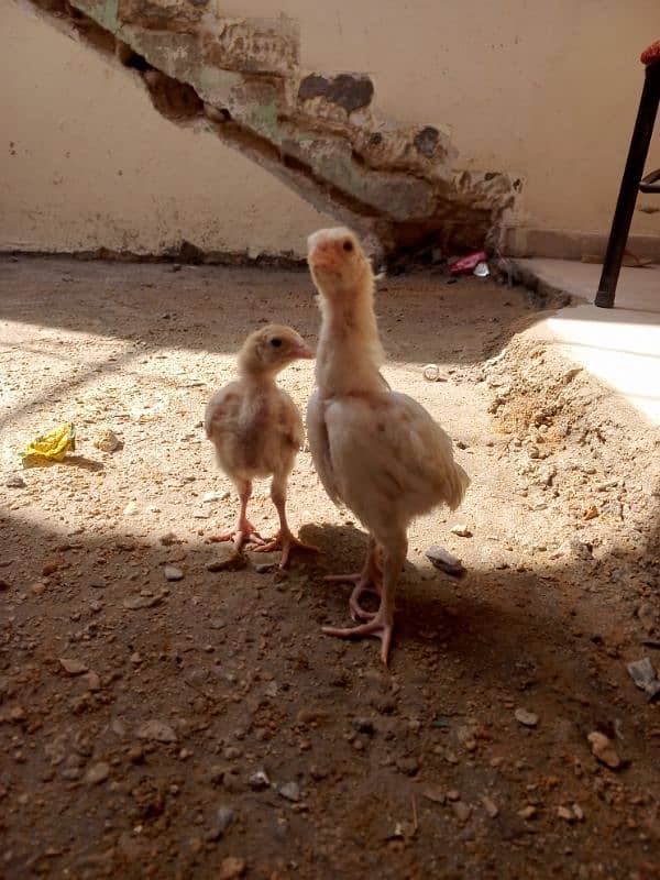 heera aseel chicks 2