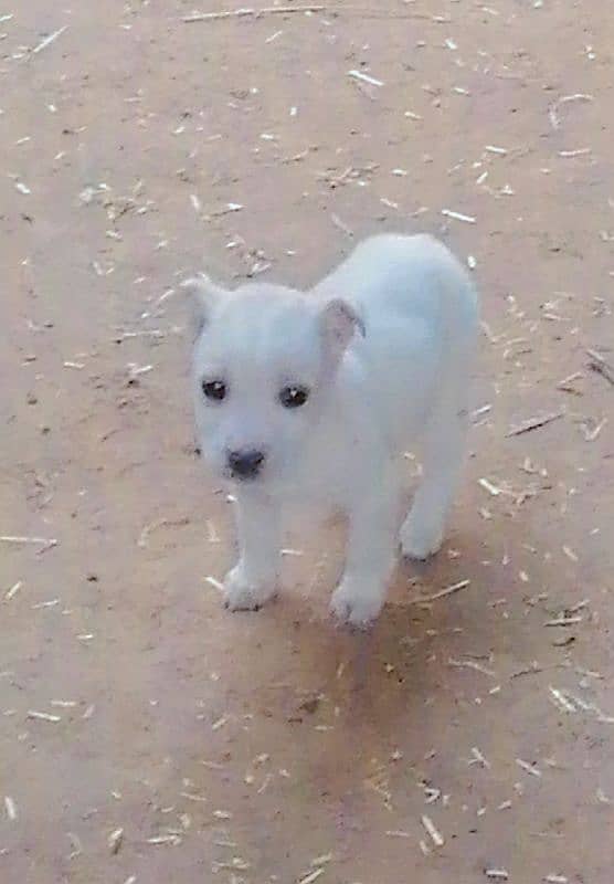 Russian cutie puppy for sale 0