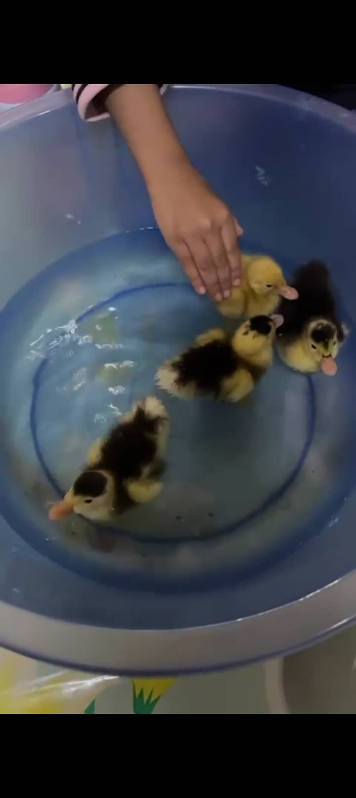 Duck chicks duckling on sale 0