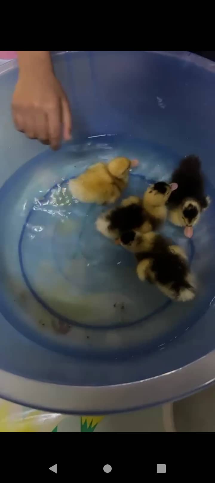 Duck chicks duckling on sale 1