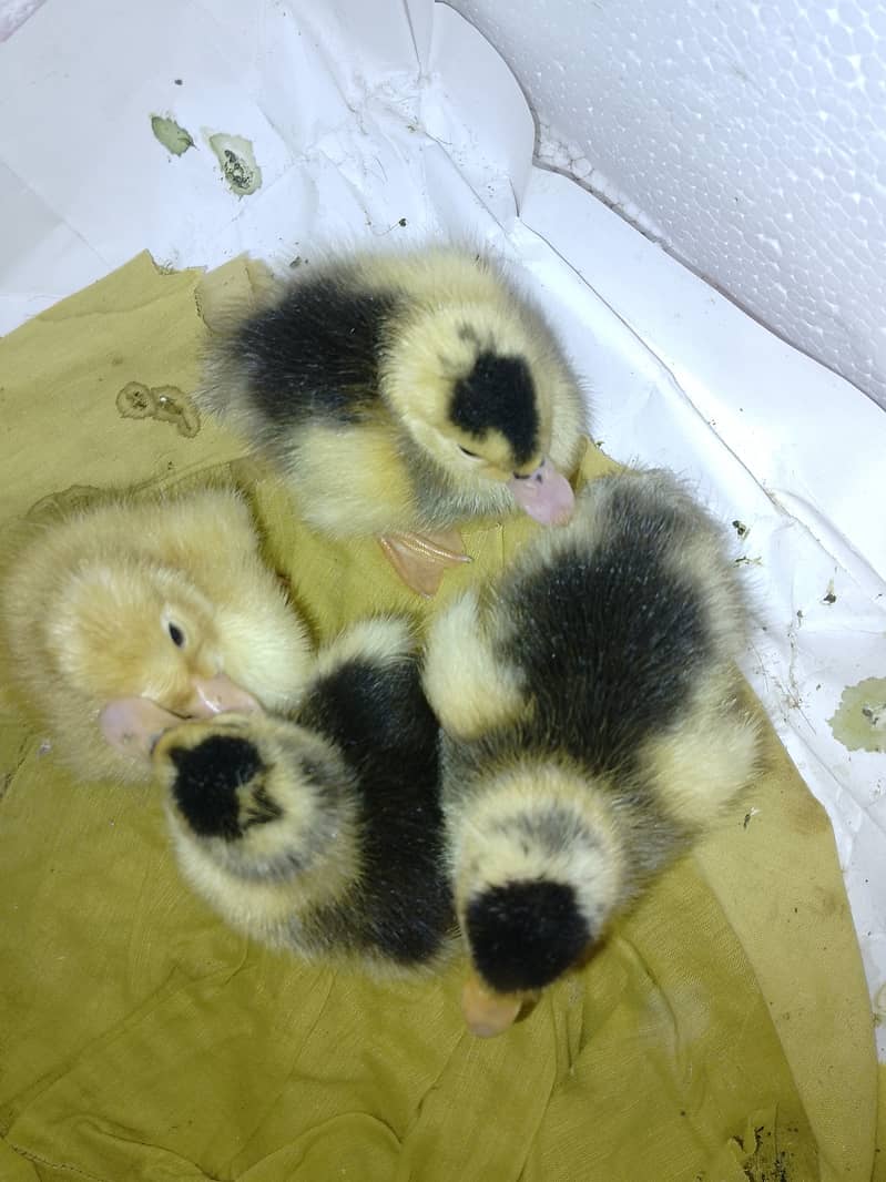 Duck chicks duckling on sale 4