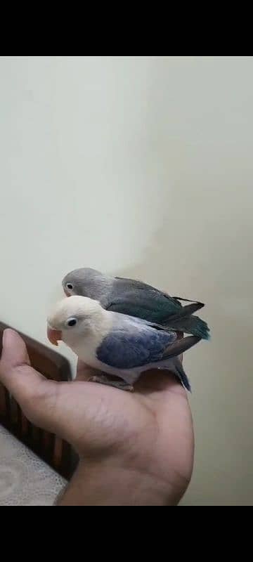 Love bird hand tame pair available for sale 0