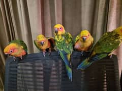 supertame sun conures/and chicks