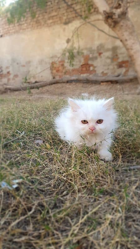 Persian kittens 14