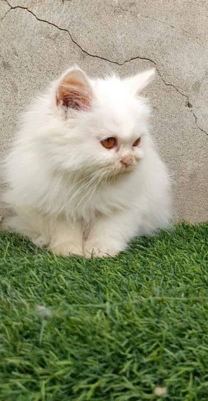 Persian kittens 15