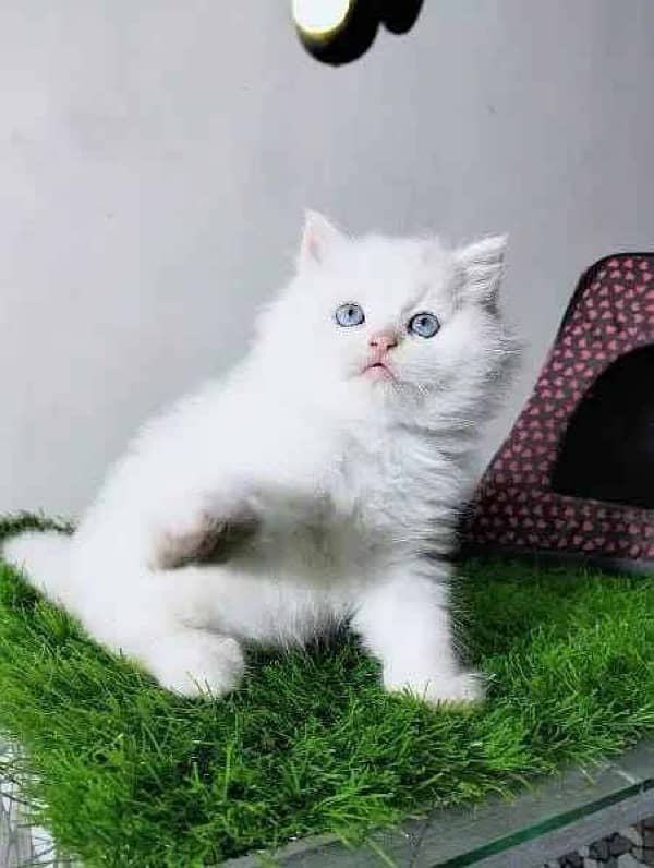 Persian kittens for sale in sahiwal 0