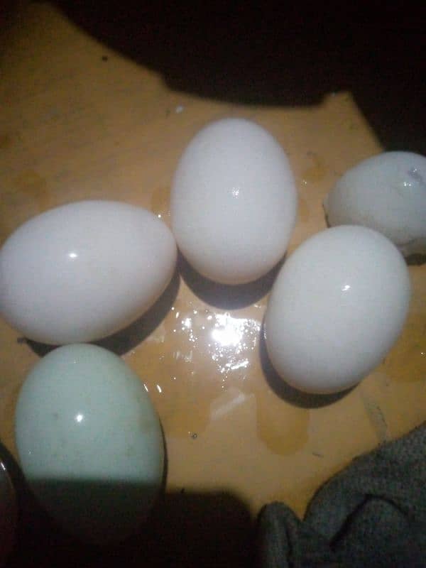 Khakhi cambal duck eggs 2