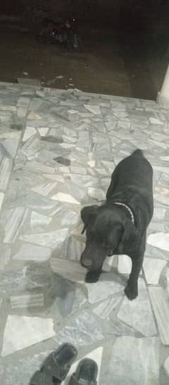 labrador male and female pair dog available for sale