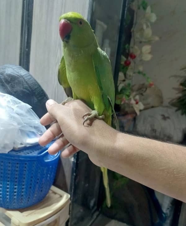 Green parrot hand tamped 0