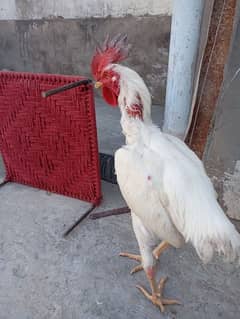 White aseel hen