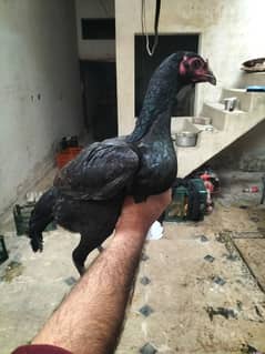 Thai 3 piece one male 2 female egg laying very beautiful pair